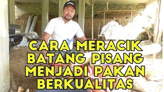 CARA MERACIK BATANG PISANG MENJADI PAKAN BERKUALITAS