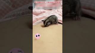 Funny Sugar Glider Crawls Into Belly Button #shorts