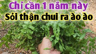 Bài thuốc trị sỏi thận, sỏi bàng quang, cặn thận. PHAN HẢI Vlog.