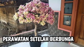 Perawatan setelah beberapa kali berbunga