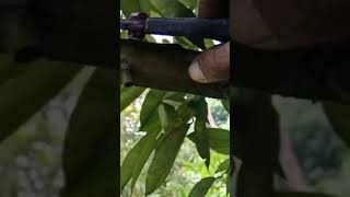 Teknik atau Cara Pruning tipis tunas air pada Pohon Durian berbunga lebat umur 3 tahun.