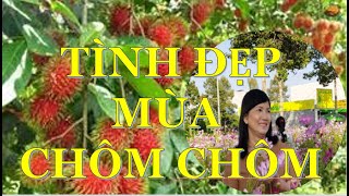 Tình Đẹp Mùa Chôm Chôm- Thu Trang, Trường Hận