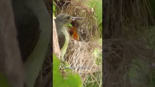 Burung madu menyuapi anak di dalam sarang di atas pohon jambu#short