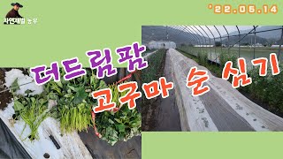 귀농 8년만에 처음 시도하는 고구마 농사가 마지막