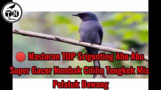 🔴 Masteran TOP Srigunting Abu Abu Super Gacor Nembak Cililin Tengkek Mix Pelatuk Bawang