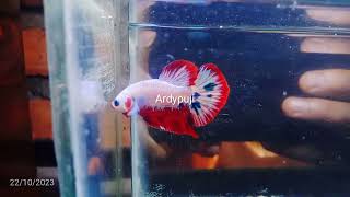 cupang white red snow #video #viral #bettafish