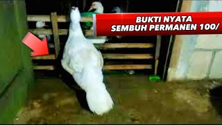 SAYAP ENTOK CACAT SEMBUH  PERMANEN SEPERTI SEMULA 💯/ #entokjumbo