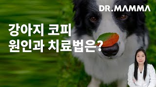 강아지 코피 원인과 응급처치가 궁금해요!