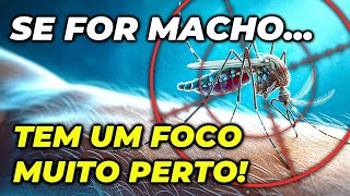 MOSQUITO DA DENGUE: APRENDA A DIFERENCIAR MACHO e FÊMEA