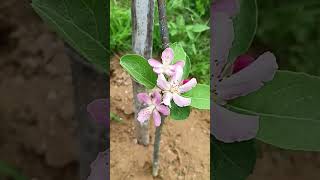 Fruiting small apple tree. #agricoolture #highlights