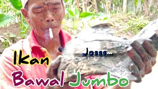 jala ikan kembali di kolam ikan bawal dapat yg jumbo