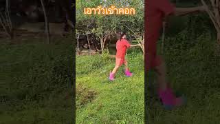 เอาวัวเข้าคอก | คนเลี้ยงวัว