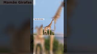 Mamães Girafas