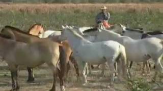 Cavalo Pantaneiro do Centro Oeste do Brasil