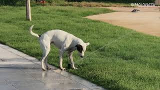 THE DOG & THE SPRINKLER