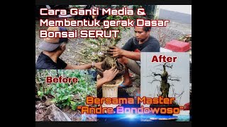 CARA GANTI MEDIA TANAM&MEMBENTUK GERAK DASAR BONSAI SERUT (PART I)