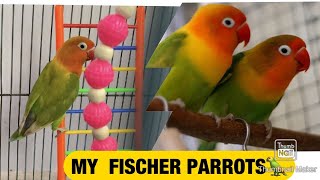 MY FISCHER PARROTS/ Parrots cage cleaning and maintenance/MY PARROT CAGE 2020