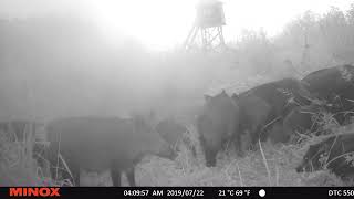 Kad mežarukšiem garšo sāļais kārums/When Wild Boar come to Salty Candy