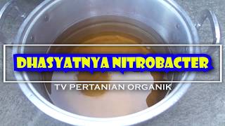 #nitrobacter #pupukorganik DHASYATNYA NITROBACTER UNTUK PERTANIAN ORGANIK