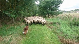 Border collie in training, day 3