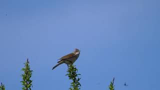 Dorngrasmücke mit Gesang auf Holnis whitethroat #Vogelstimme