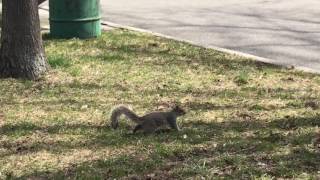 Squirrel In Flushing Meadows New York. Breakfast Time!