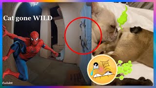 【FUNNY VIDEO】CAT GONE WILD! CAUGHT ON CAMERA😲