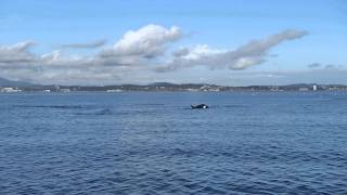 Orca sighting off Victoria/ Metchosen in the Straits of Juan de Fuca