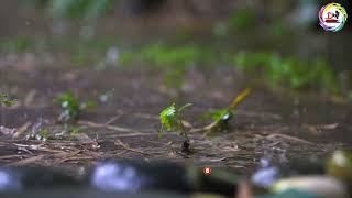 Long Shot of Tiny Plant In Rain Storm