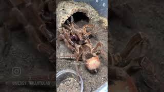 Theraphosa stirmi World’s Largest Spider