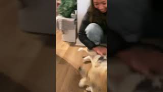 Corgi meets mommy’s #twin sister | The Adventures of AUGI & SUNNY