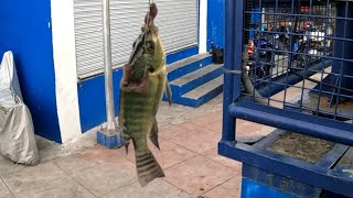 BABY TILAPIA ANG NABINGWIT KO, AT LEAST HINDI NA ZERO, Marikina riverbank at Brgy. Sumilang Pasig