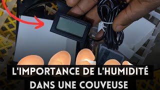 Contrôle bien l'humidité pour réussir la production des poussins