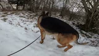 German shepherd on walk. Eros på tur. 24.11.2024. welcome to winterland  part 2.