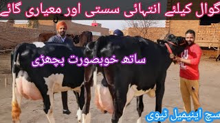 03466152628|cholistani friesian cross cow | cholistani friesian cross| cholistani cows|jersey cows