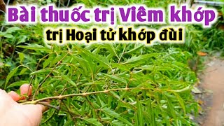 Bài thuốc trị Viêm khớp, hoại tử chỏm xương đùi. PHAN HẢI Vlog.