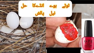 Pigeon ka Tute Hue egg Ka Hal Nail Polish ||M Asad Birds ||