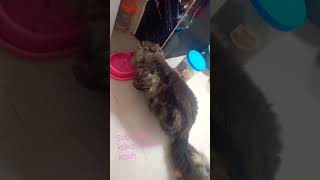 keluarga kucing #kucingcomel #kucinganggora #kucinglucu #kucingimut #kucingpersia