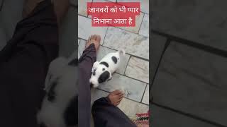 जानवरों का सच्चा प्यार || Animal Love#animals #cat #dog #amazing facts #@pdrp806