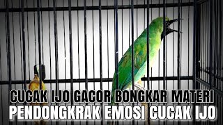 CUCAK IJO MALAS BUNYI SEKETIKA LANGSUNG NYAUT,PANCINGAN CUCAK IJO MALAS BUNYI,CUCAK IJO GACOR💥