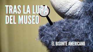 Tras la Lupa del Museo - Bisonte americano 🔍