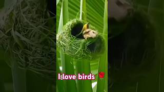 I love birds 🌹#youtubevideo #subscribe #song #pleasesubscribe #birds #peopleandblogs