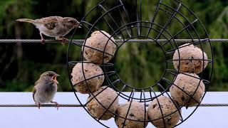 Bird, Feeding for Sparrow