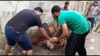 Dangerous cow qurbani. Cow Qurbani