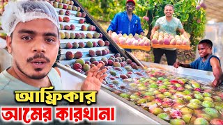 আফ্রিকার 🥭আম বাগান ও কারখানার সম্পূর্ণ প্রসেস | Largest Mango Farm in Mozambique