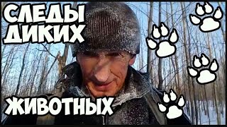 Следы диких животных