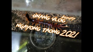 Scolopendra spinosissima Centipede