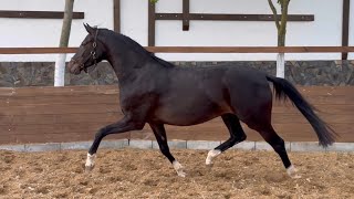 Not for sale. Mare Galaxy Swan by Global Player - Sandro Hit - Florestan l *2020 y.b., 4 y.o., OL