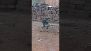 Rooster Marching like Army man.....😁😁😁