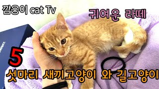 5섯마리 새끼고양이 와 길고양이